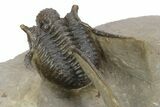 Spiny Cyphaspis Trilobite - Chocolate Brown Shell #248764-5